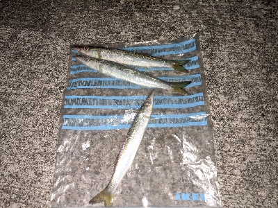 カマスいっぱい