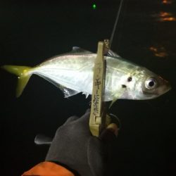 アジング練習 87