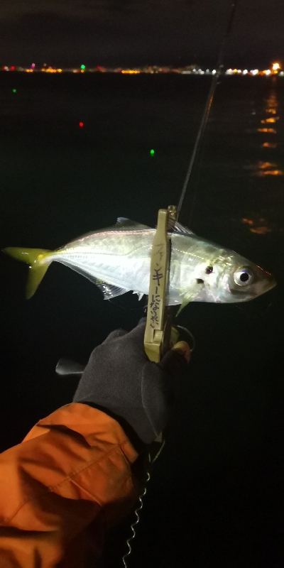 アジング練習 87