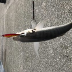 ライトゲームで五目釣り達成