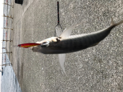 ライトゲームで五目釣り達成