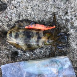 釣納めに、行って来ました！