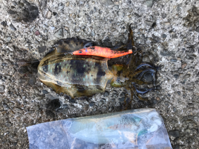 釣納めに、行って来ました！