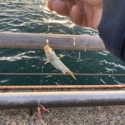 タチウオ不在アジ遊戯