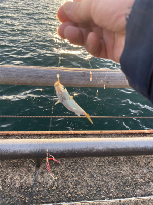 タチウオ不在アジ遊戯