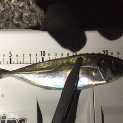 2019年 釣り納め