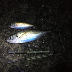 でかアジ入れ食い