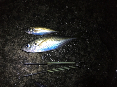 でかアジ入れ食い