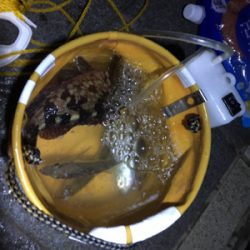 マリーナシティのタチウオ