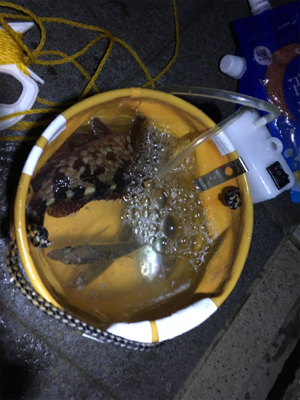 マリーナシティのタチウオ