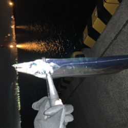 仕事納めタチウオ‼︎