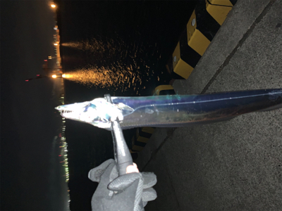 仕事納めタチウオ‼︎