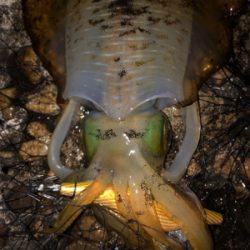 エギングでまさかの…