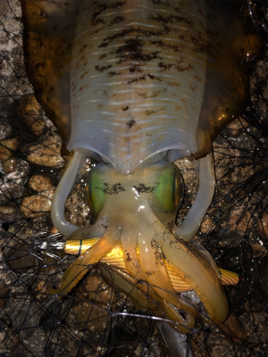 エギングでまさかの…