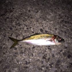 竿納めアジング