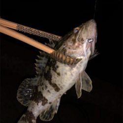 明石の漁港にアジ調査してきました。