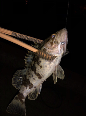 明石の漁港にアジ調査してきました。