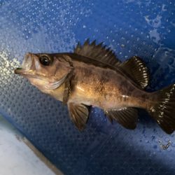 メバル　　純栄丸