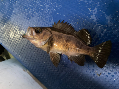 メバル　　純栄丸