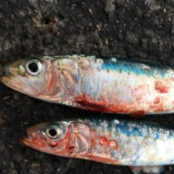 年内最後は不発