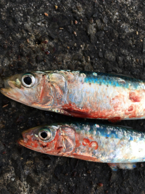 年内最後は不発