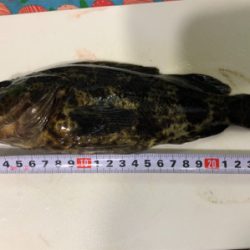 良型タケノコメバル