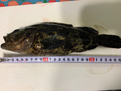 良型タケノコメバル