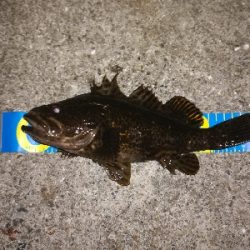 尺タケノコゲット!