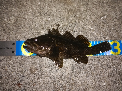 尺タケノコゲット!