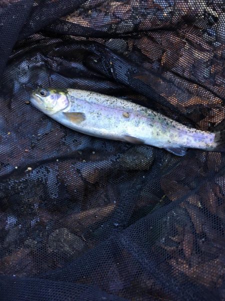 芥川で釣り納め