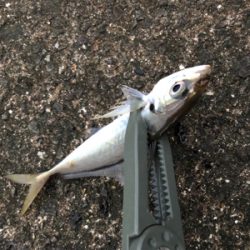 釣り納めアジング