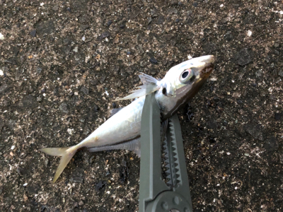 釣り納めアジング