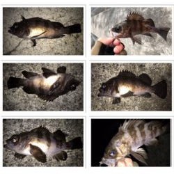 釣り納めばりんぐ！