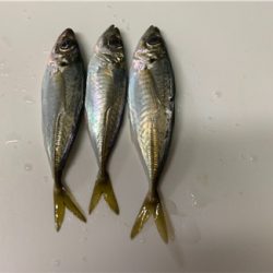 釣り納めアジング
