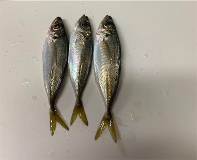 釣り納めアジング