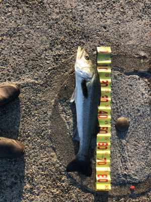 久しぶりの釣り