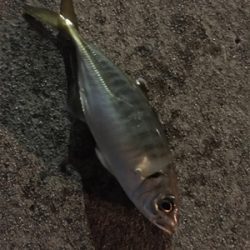 アジング絶好調!