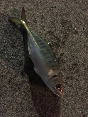 アジング絶好調!