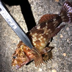 良型、入ってきてます！