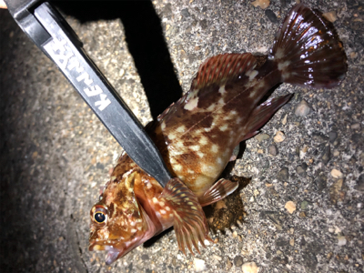 良型、入ってきてます！