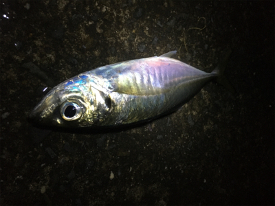 クーラー満タン