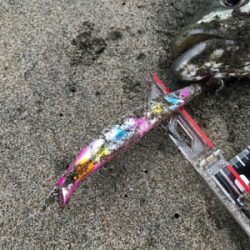 肥えたシーバス