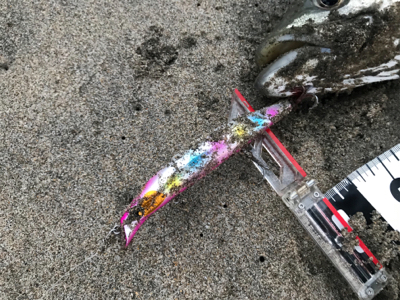 肥えたシーバス