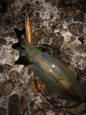 アオリ狙いで釣り納め