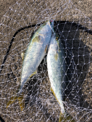 今年最後の釣り
