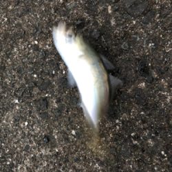 ランガンアジング