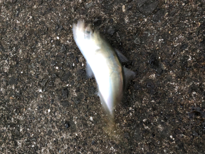 ランガンアジング