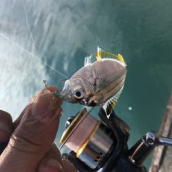 初魚種連チャンw