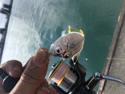 初魚種連チャンw