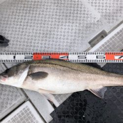 日本海タイラバ